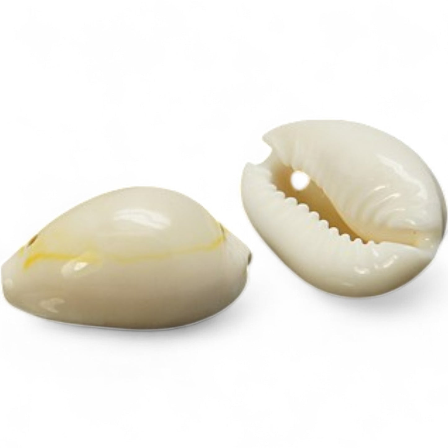 x10 Pendentifs Coquillages Naturels – Blanc